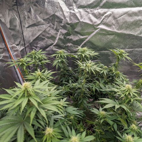 CBD Chronic growlog timeline photo