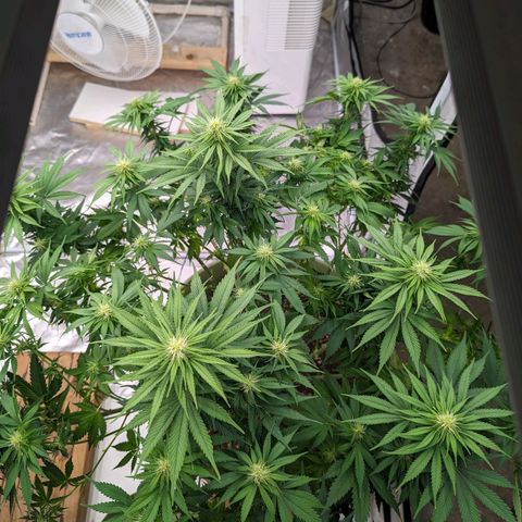 CBD Chronic #2 growlog timeline photo