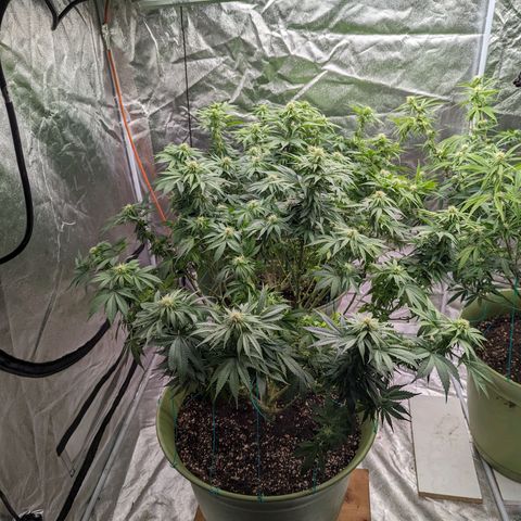 CBD Chronic #2 growlog timeline photo