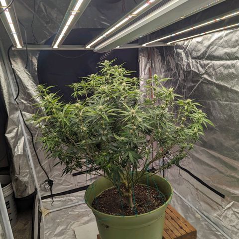 CBD Chronic #2 growlog timeline photo