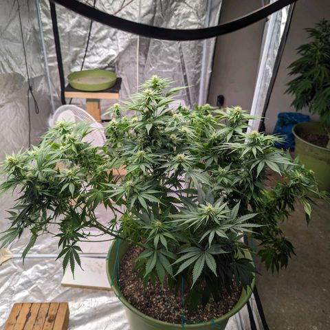 CBD Chronic #2 growlog timeline photo