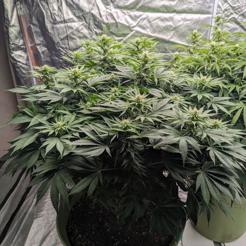 CBD Chronic #2 growlog timeline photo