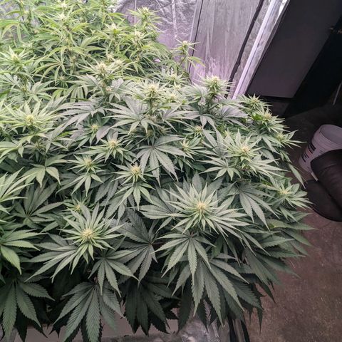 CBD Chronic #2 growlog timeline photo