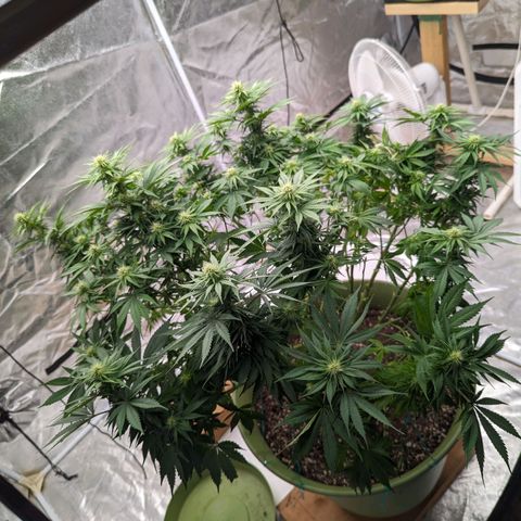 CBD Chronic #2 growlog timeline photo
