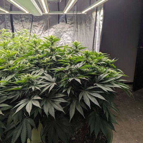 CBD Chronic #2 growlog timeline photo