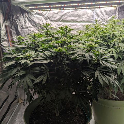 CBD Chronic #2 growlog timeline photo