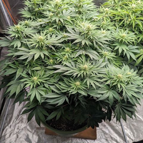 CBD Chronic #2 growlog timeline photo