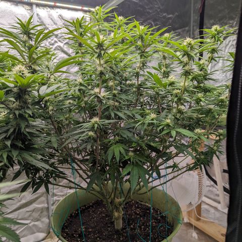 Apples and Bananas growlog timeline photo