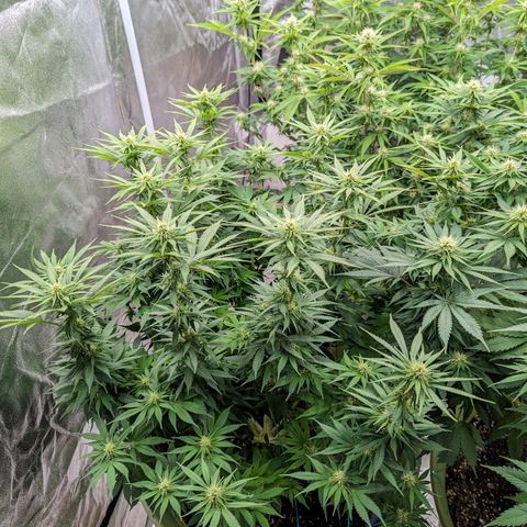 CBD Chronic growlog timeline photo
