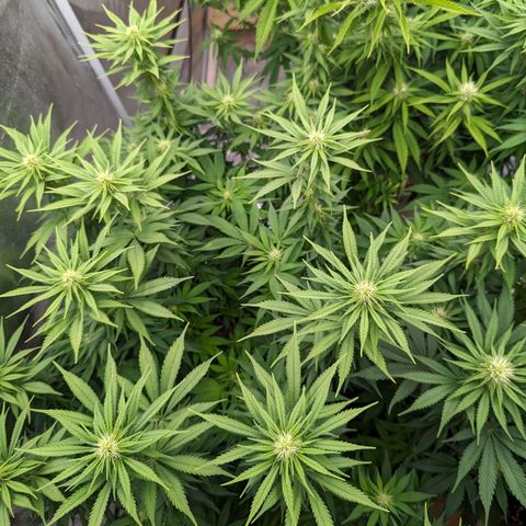 CBD Chronic growlog timeline photo