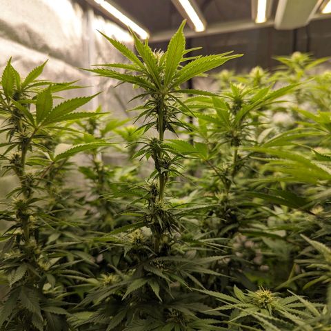 CBD Chronic growlog timeline photo