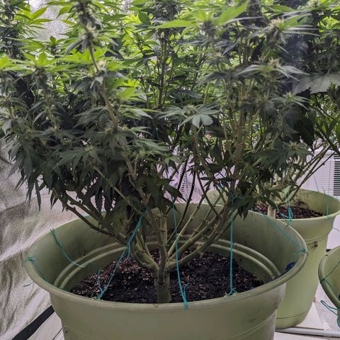 CBD Chronic growlog timeline photo