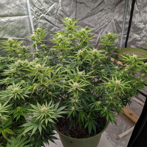 CBD Chronic #2 growlog timeline photo