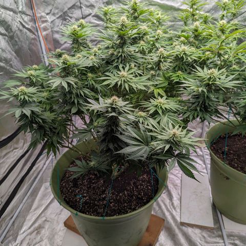 CBD Chronic #2 growlog timeline photo