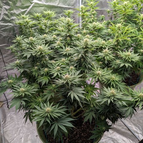CBD Chronic #2 growlog timeline photo