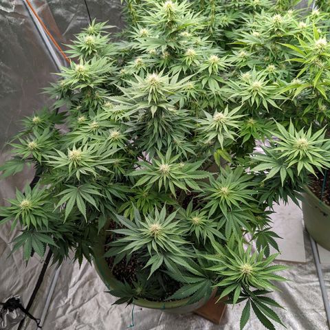 CBD Chronic #2 growlog timeline photo