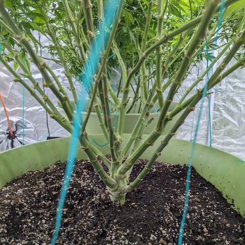 CBD Chronic #2 growlog timeline photo