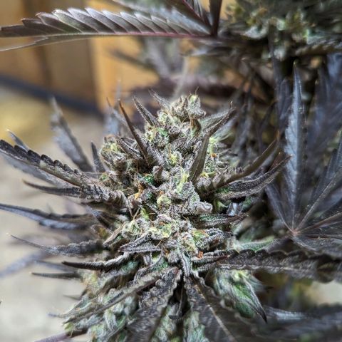 Guava Gelato growlog timeline photo