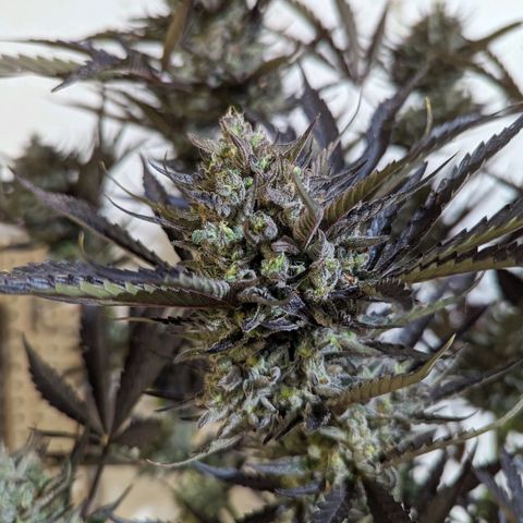 Guava Gelato growlog timeline photo