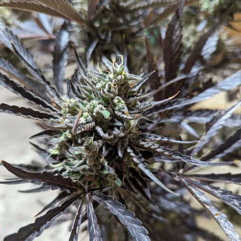 Guava Gelato growlog timeline photo