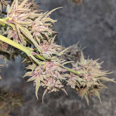 Guava Gelato growlog timeline photo
