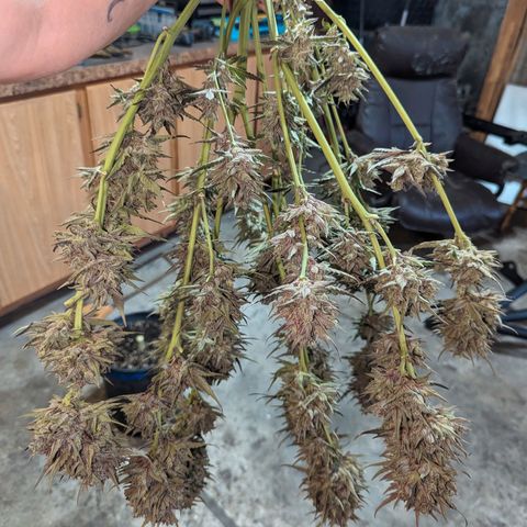 Guava Gelato growlog timeline photo