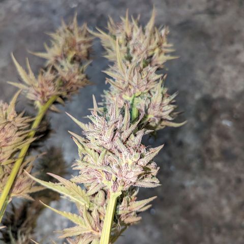 Guava Gelato growlog timeline photo