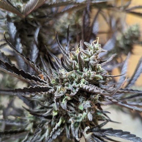Guava Gelato growlog timeline photo