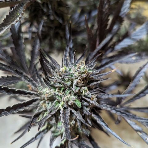 Guava Gelato growlog timeline photo