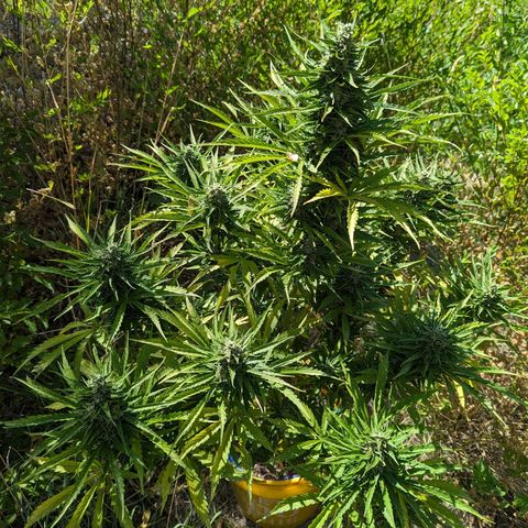 Auto Sweet Tooth growlog timeline photo