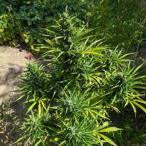 Auto Sweet Tooth growlog timeline photo