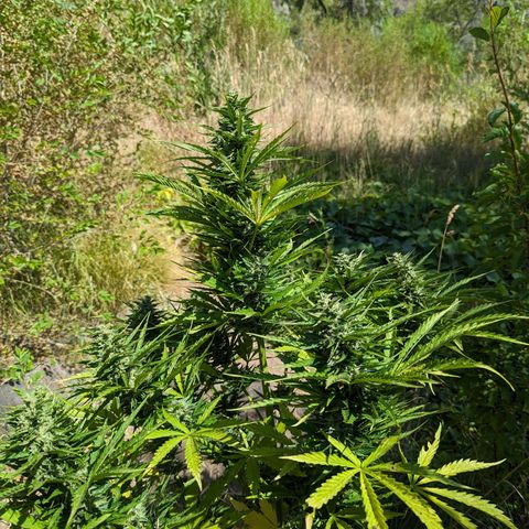 Auto Sweet Tooth growlog timeline photo
