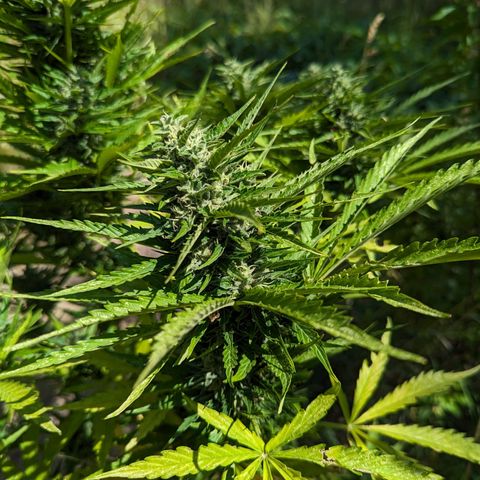 Auto Sweet Tooth growlog timeline photo