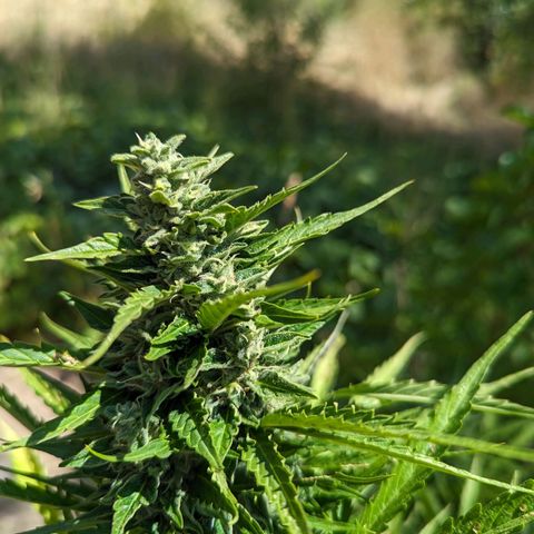Auto Sweet Tooth growlog timeline photo