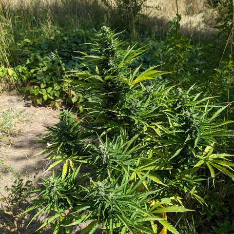 Auto Sweet Tooth growlog timeline photo