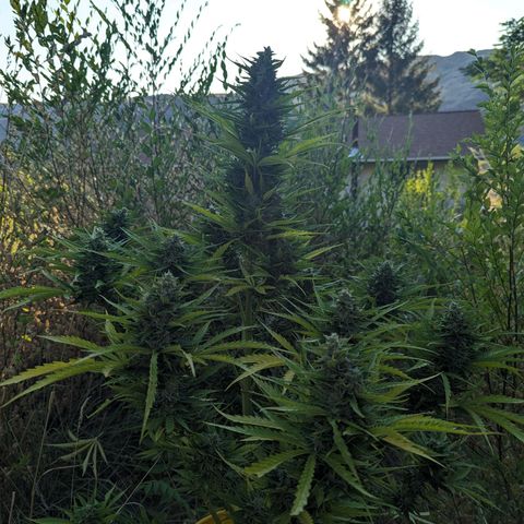Auto Sweet Tooth growlog timeline photo