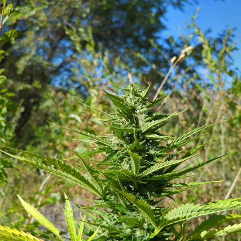 Auto Sweet Tooth growlog timeline photo