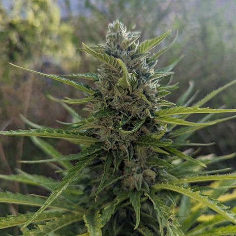 Auto Sweet Tooth growlog timeline photo