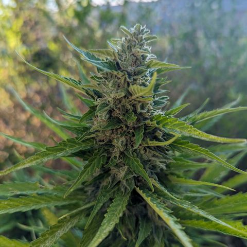 Auto Sweet Tooth growlog timeline photo