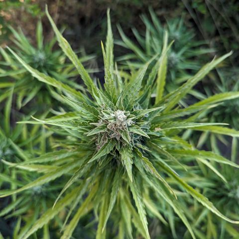 Auto Sweet Tooth growlog timeline photo