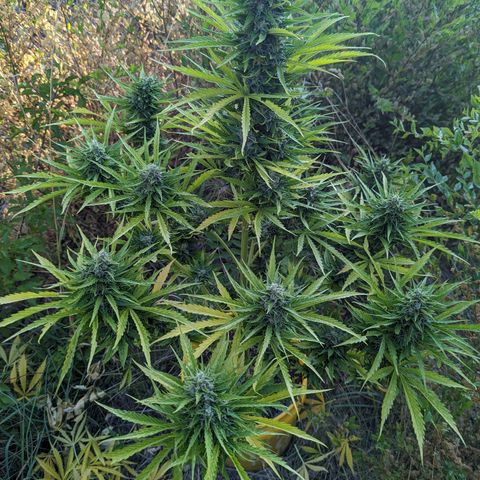 Auto Sweet Tooth growlog timeline photo