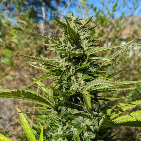 Auto Sweet Tooth growlog timeline photo
