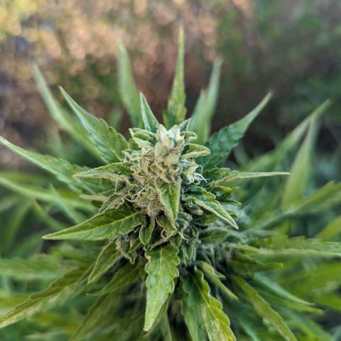 Auto Sweet Tooth growlog timeline photo