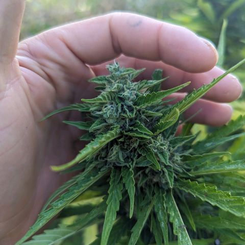 Auto Sweet Tooth growlog timeline photo