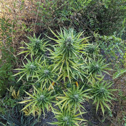 Auto Sweet Tooth growlog timeline photo
