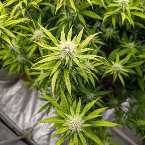 Apples and Bananas growlog photo: Start week 5