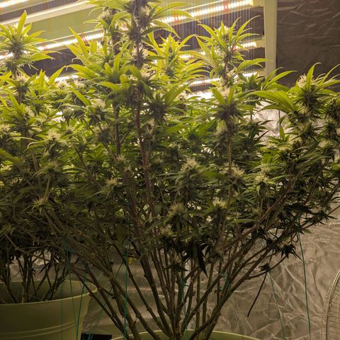 Apples and Bananas growlog photo: Start week 5