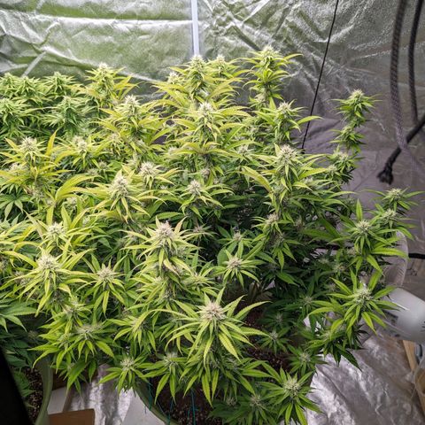 Apples and Bananas growlog photo: Start week 5