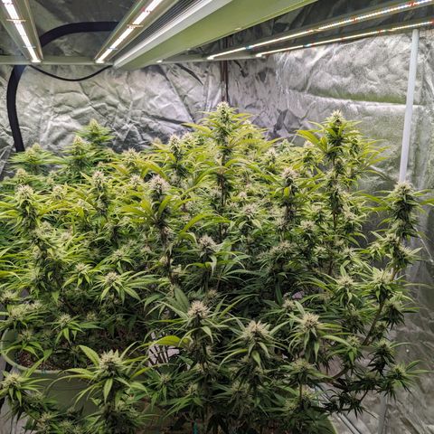 Apples and Bananas growlog photo: Start week 5