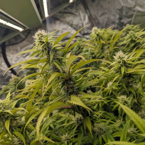Apples and Bananas growlog photo: Start week 5